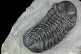 Detailed Austerops Trilobite - Ofaten, Morocco #89519-4